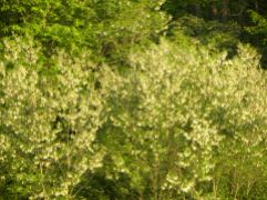 Black locust in flower, great bee forage and building material for ground durable posts