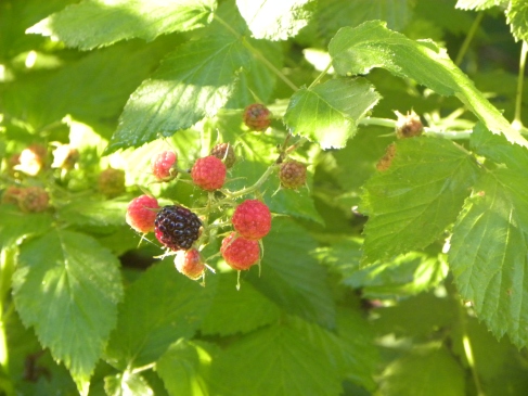 native black capped raspberries growing on the edge